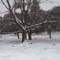 Tomáš Honz - Velký dub pod sněhem - 2023, olej na plátně 50x64 cm